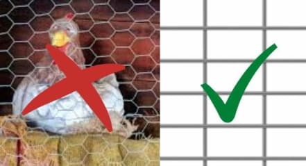 rabbit cage wire vs chicken coop rabbit cage wire vs chicken coop