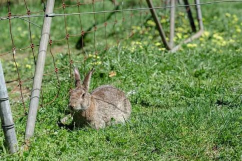 Found a lost rabbit Found a lost rabbit