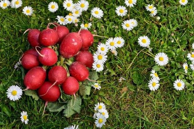 radish-for-rabbit