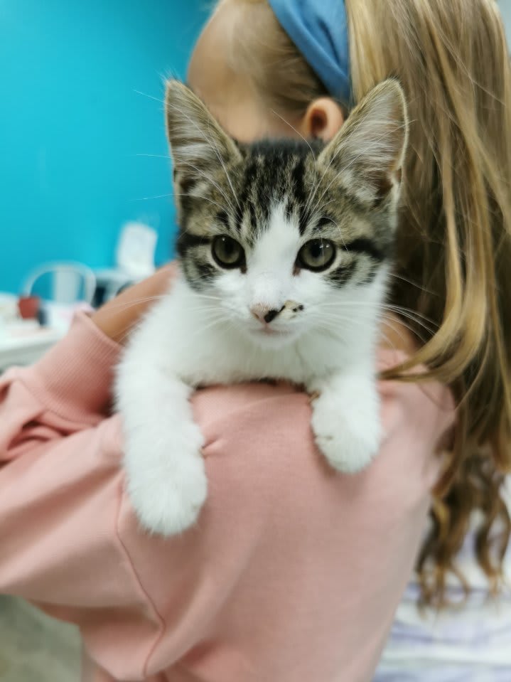 Painting with Kittens - SPCA Fundraiser Photo