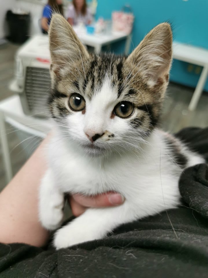 Painting with Kittens - SPCA Fundraiser Photo