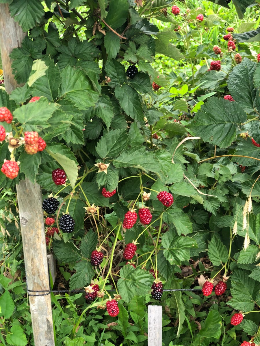 Fresh Berries -- Curds, Custards, Creams Photo