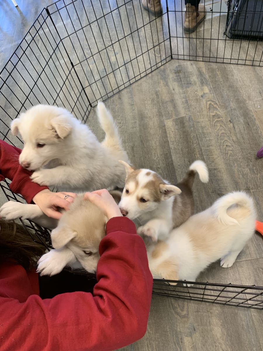 Paint with Puppies Photo
