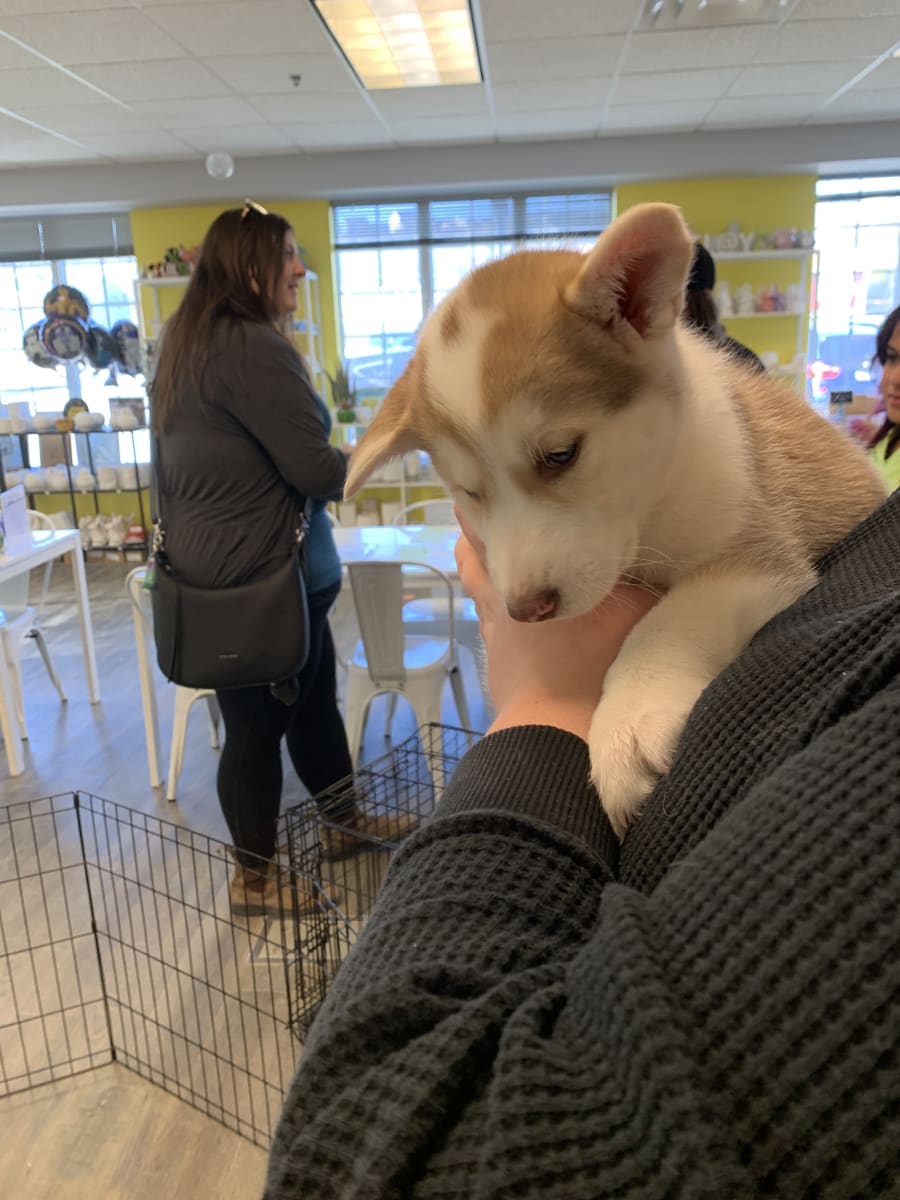 Paint with Puppies Photo