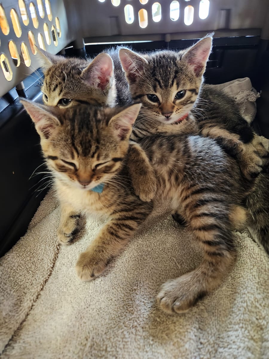 Paint with Kitties Photo