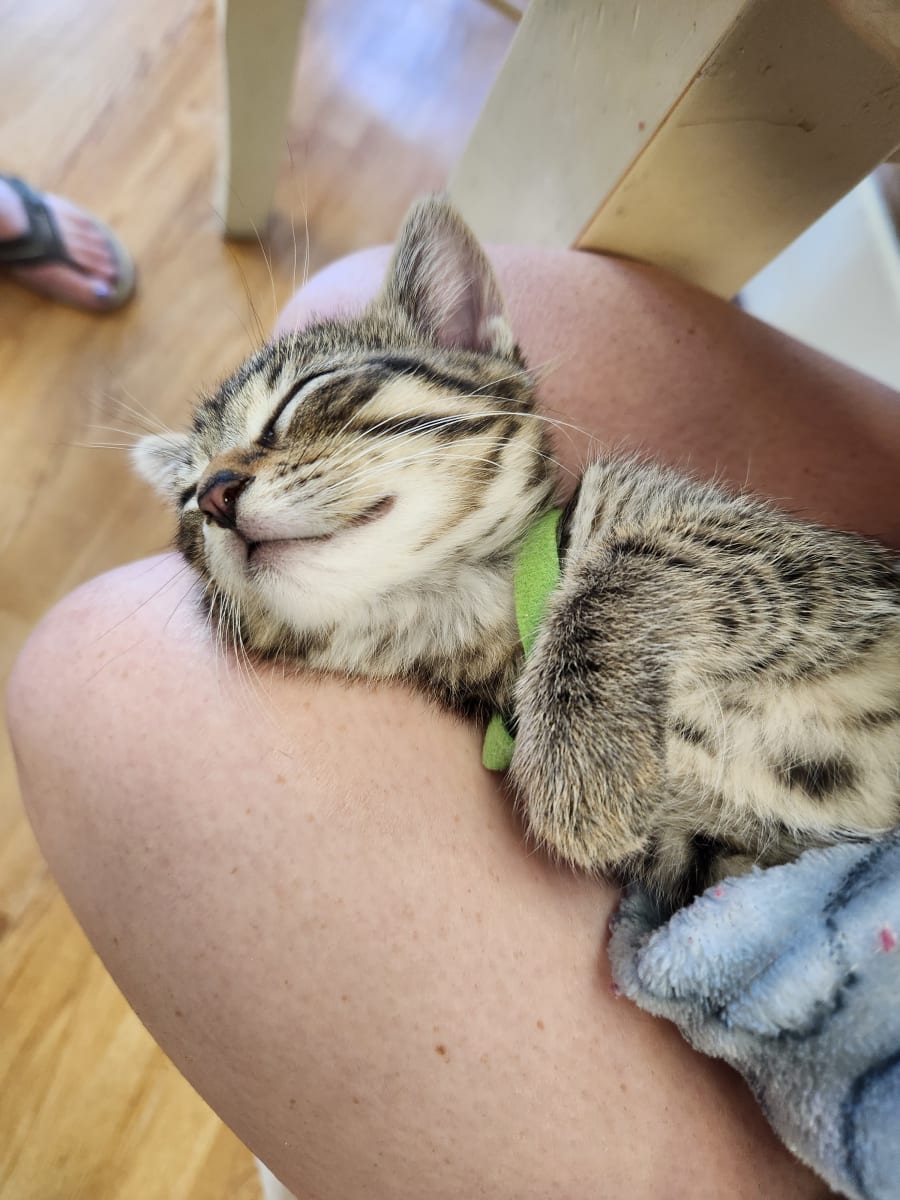 Paint with Kitties Photo