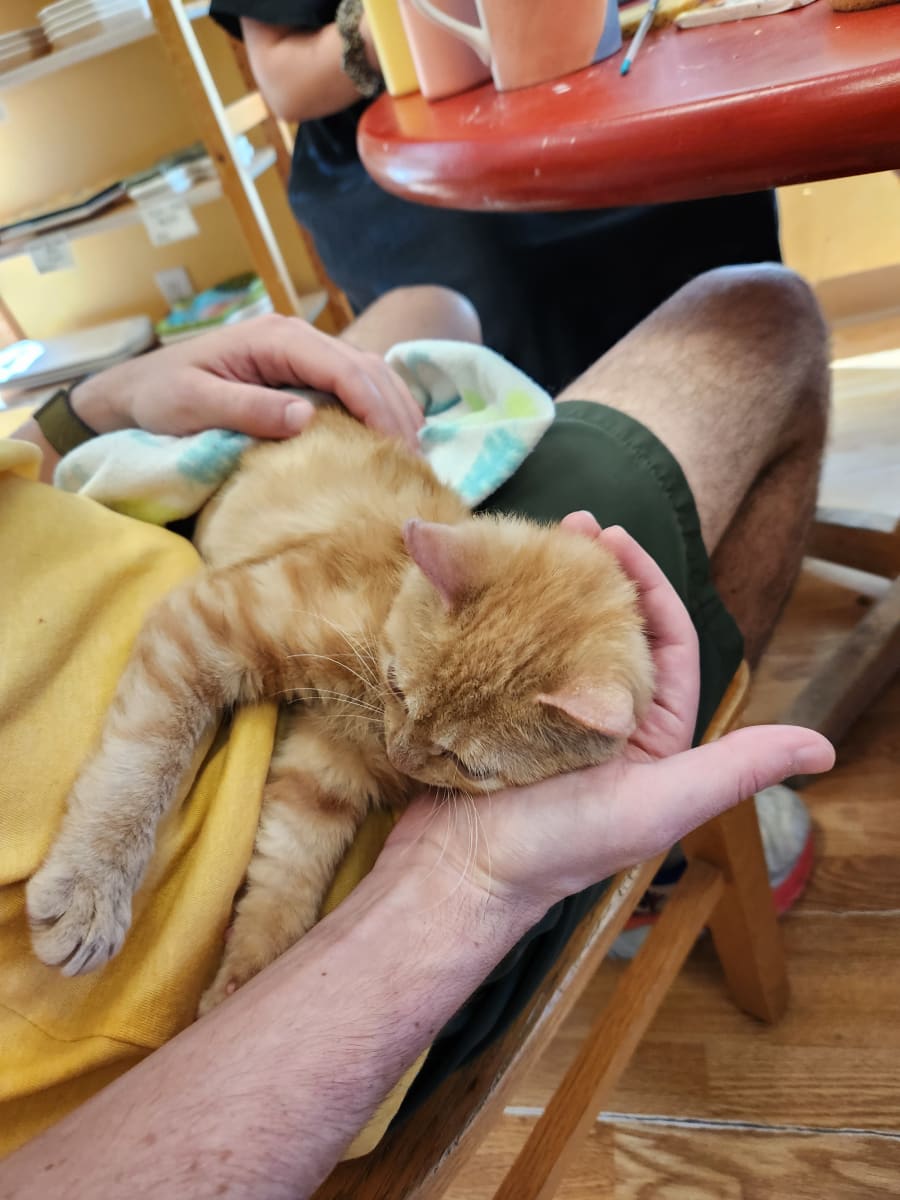 Paint with Kitties Photo