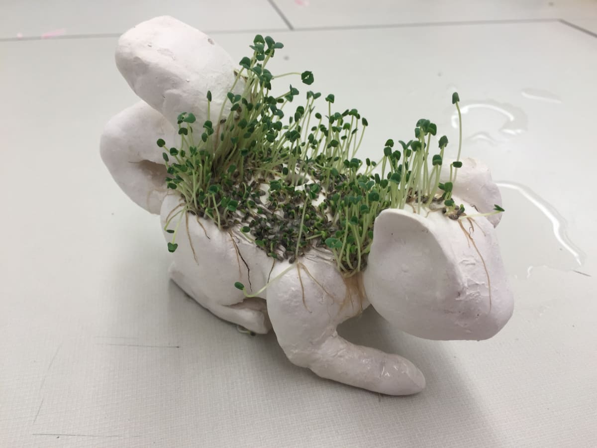 Clay Chia Pets Photo