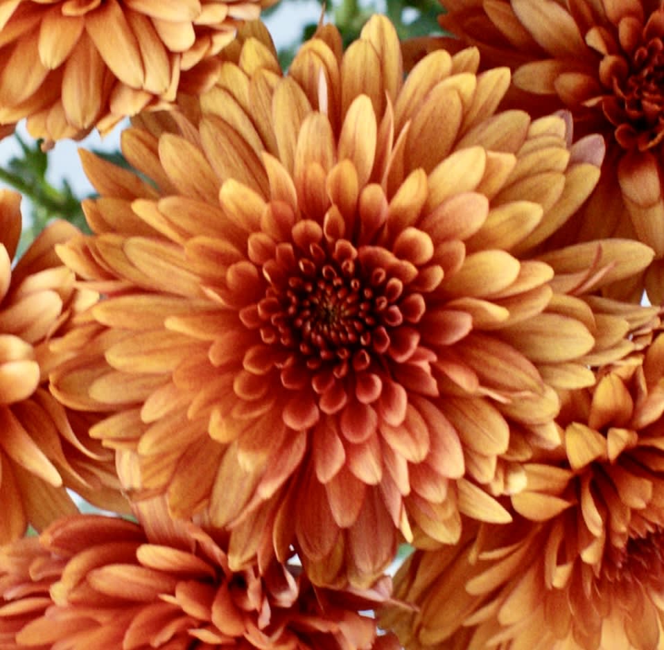 CREATE YOUR OWN STILL LIFE ~ THEN PAINT IT!! Photo