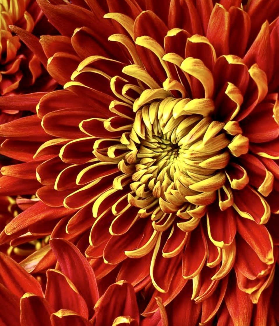CREATE YOUR OWN STILL LIFE ~ THEN PAINT IT!! Photo