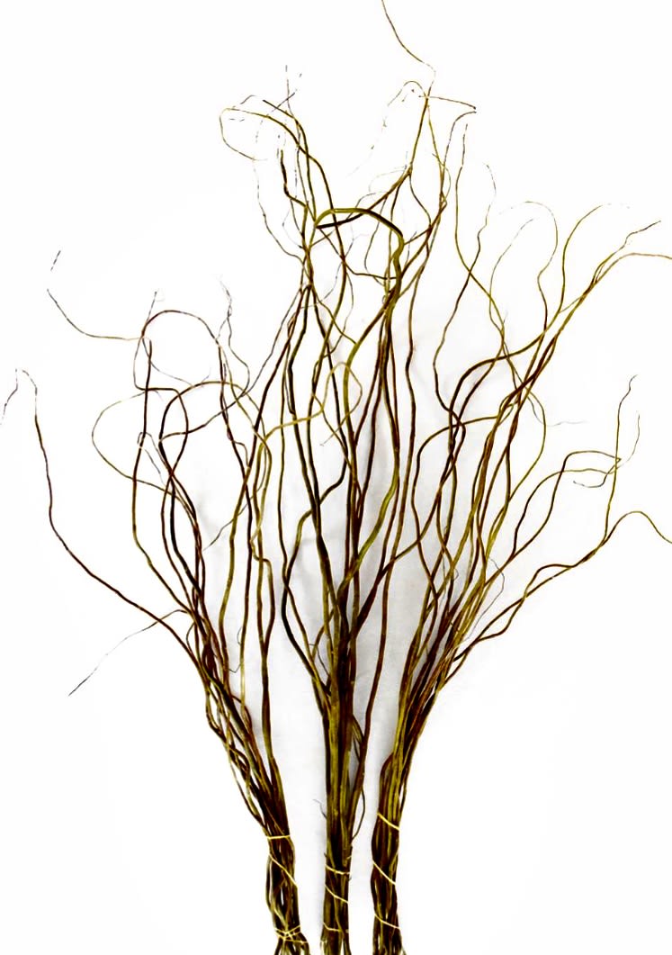 CREATE YOUR OWN STILL LIFE ~ THEN PAINT IT!! Photo