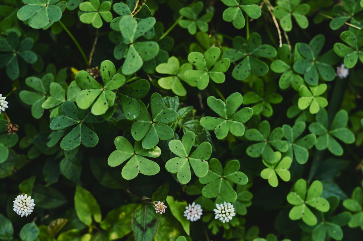 SPECIAL EVENT-ST. PAT'S Guinness Braised Filet Mignon & Colcannon-$115 [Huntington] Photo