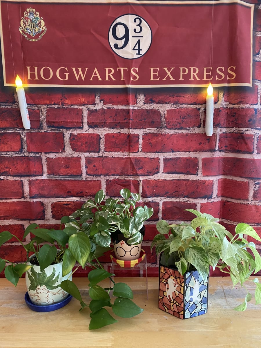 Harry Potter Night Photo
