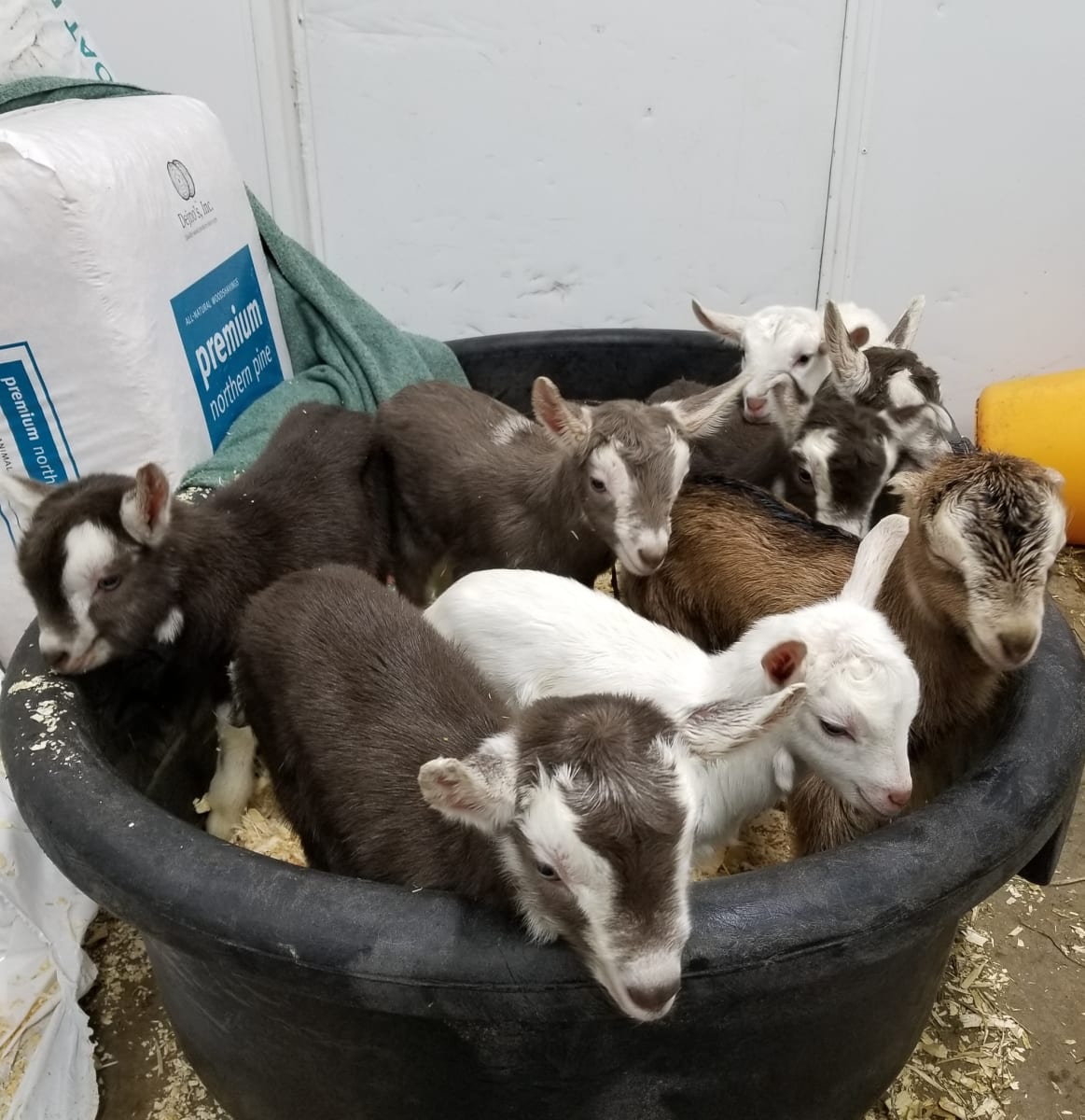 Paint with Goats