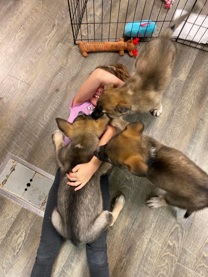 Paint with Puppies Photo