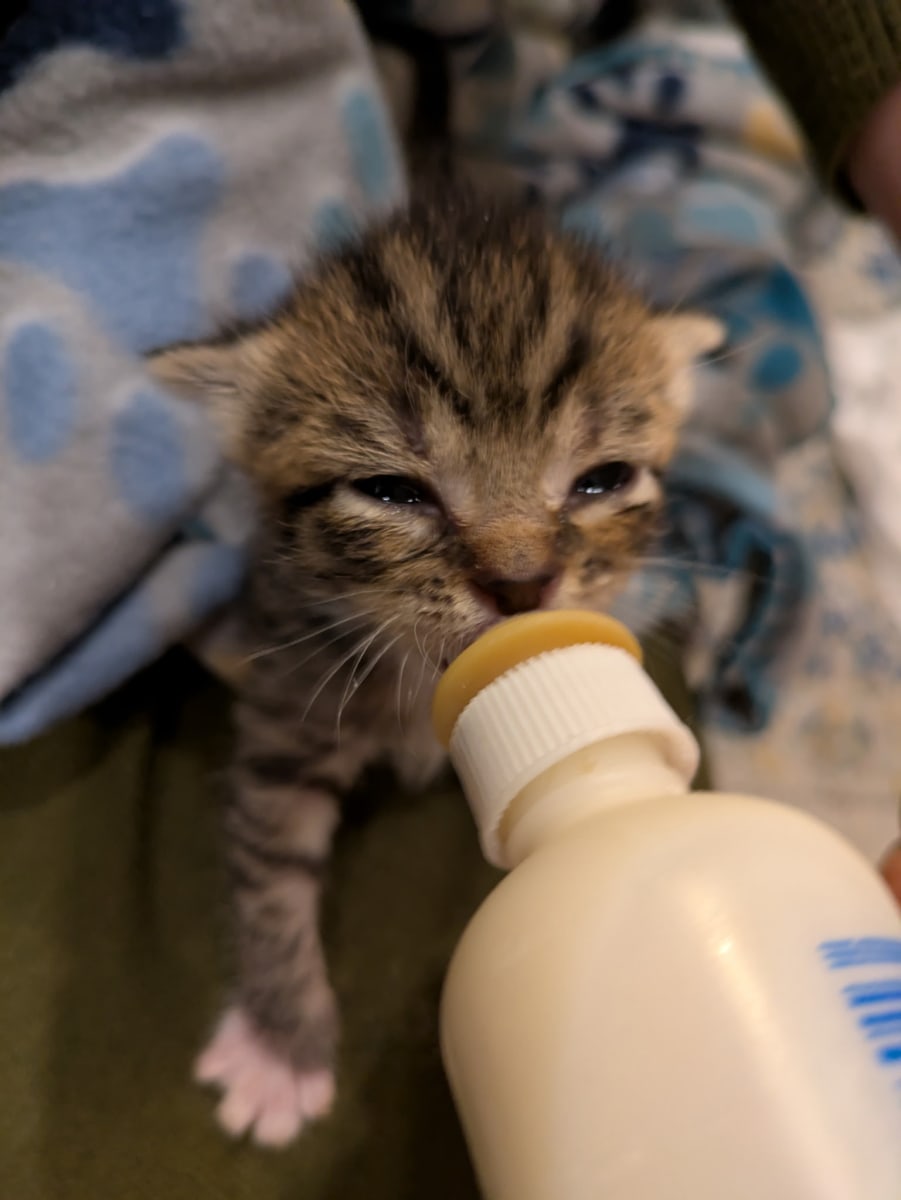 Paint with Kitties Photo