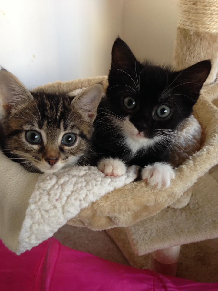 Paint with Kittens! Photo
