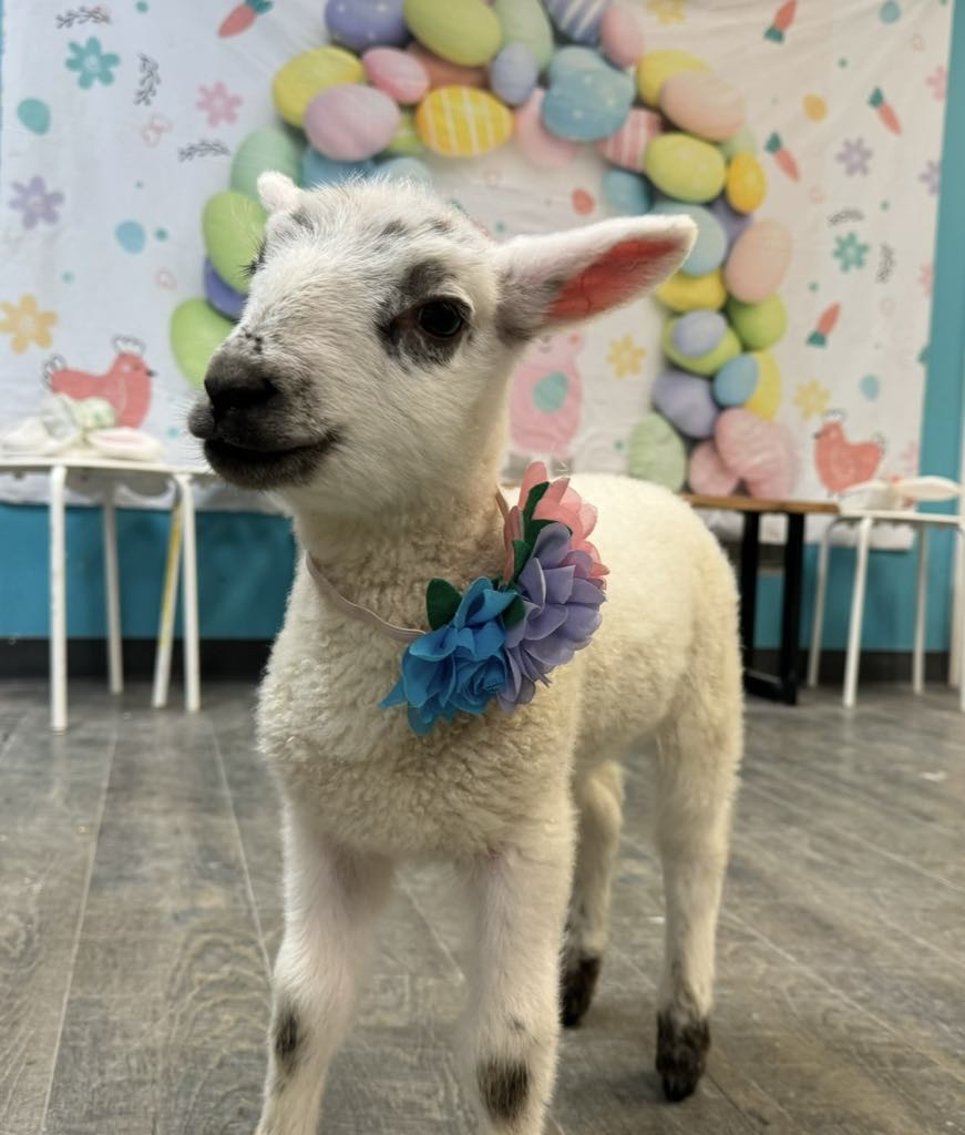 Paint with Baby Lambs Photo