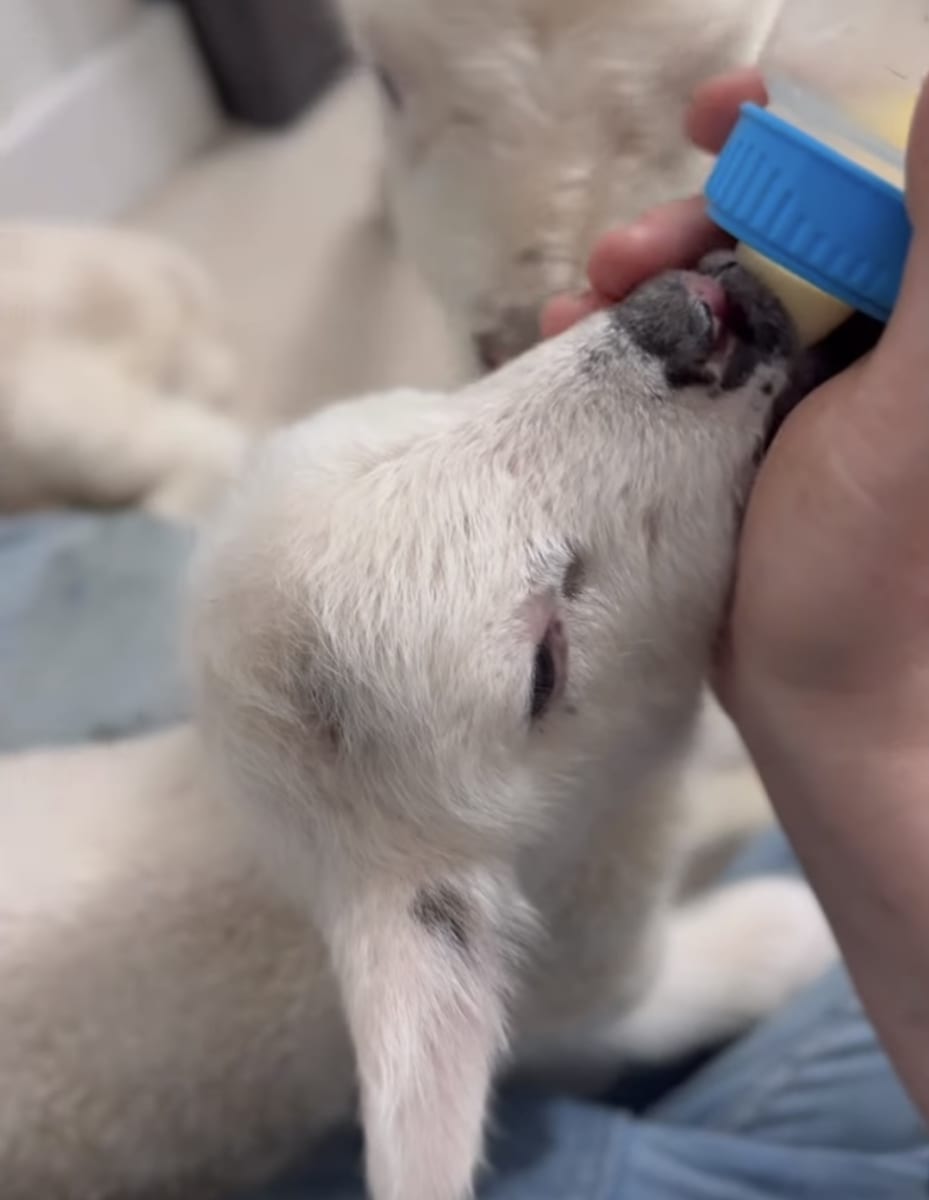 Paint with Baby Lambs Photo