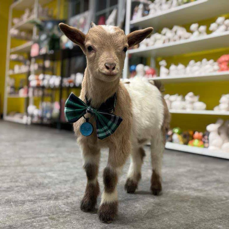 Painting with Goats Photo