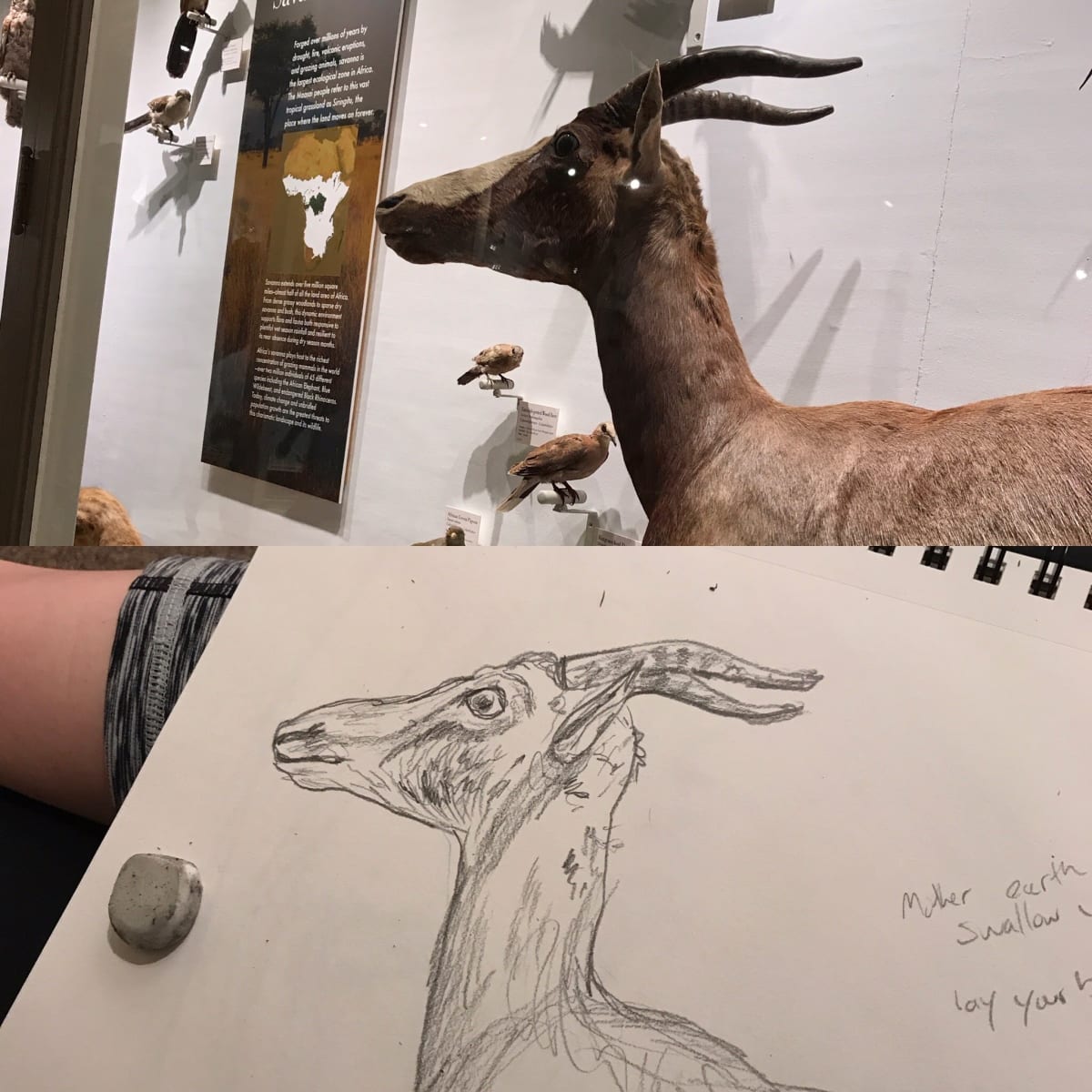 Curious Creatures: Drawing Taxidermy Animals  (BYOB) 21+ Photo