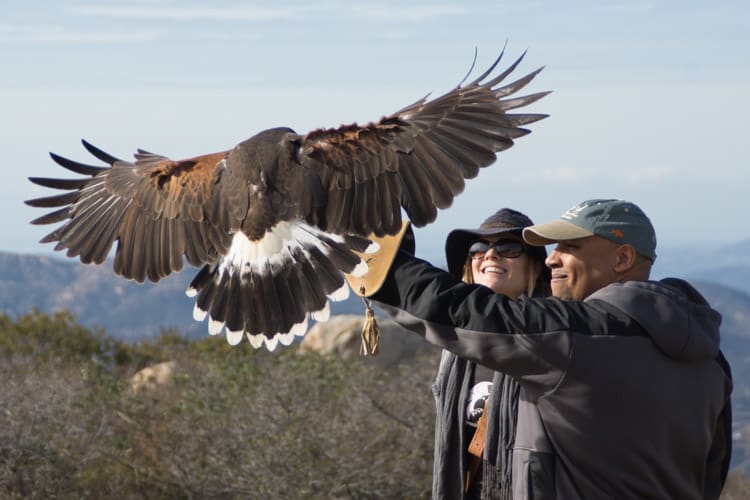 Basic Falconry Lesson Photo