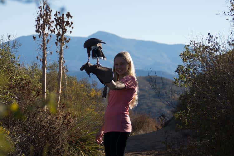 Hawk Walk Photo