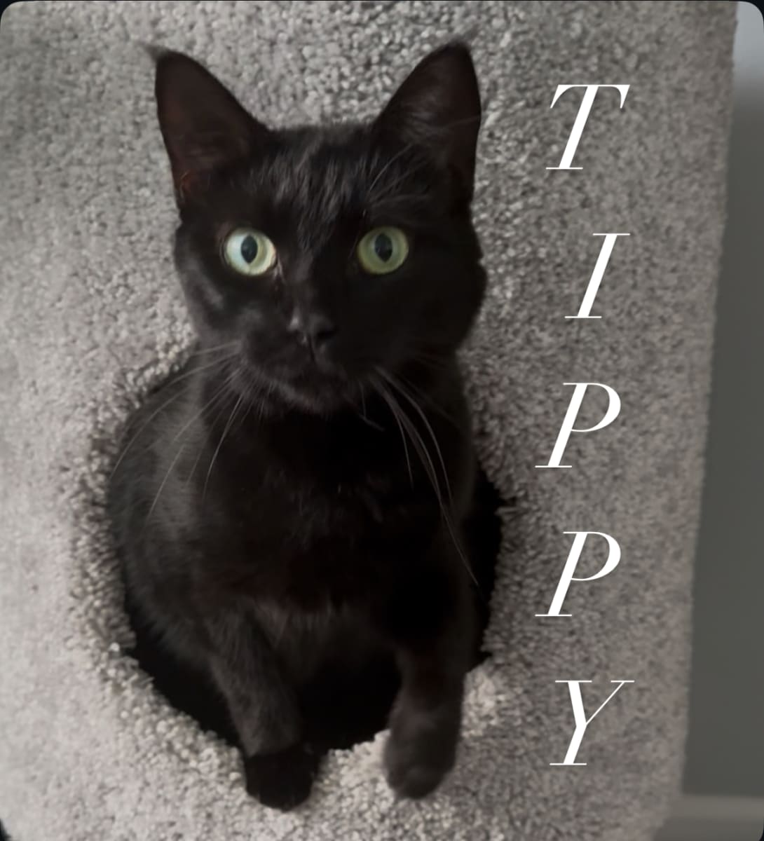 Christmas Paint & Sip with Kitties! - Benefitting SPACE COAST FELINE NETWORK Photo