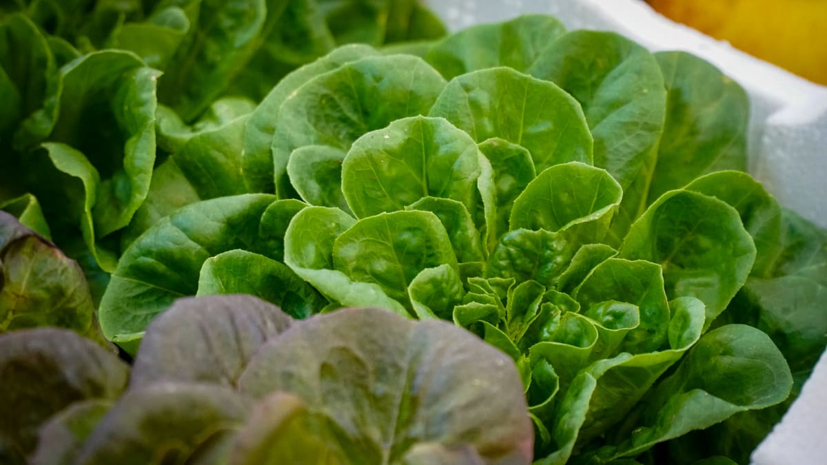 Fresh Pasta Carbonara - $100.00+fees [Amityville] Photo