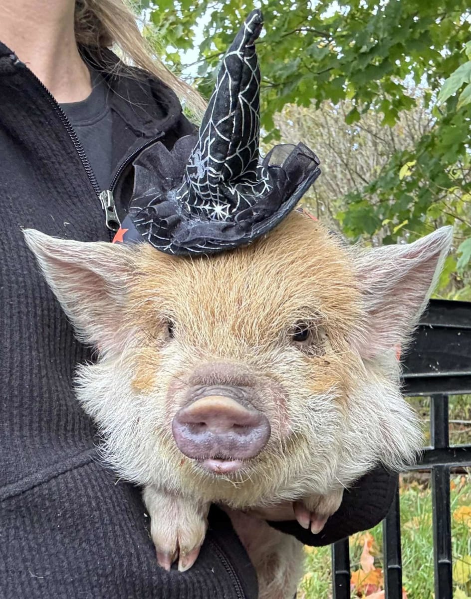 Painting with Piggies! Photo
