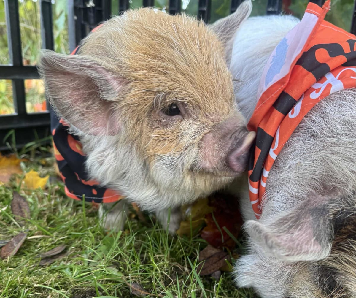 Painting with Piggies! Photo