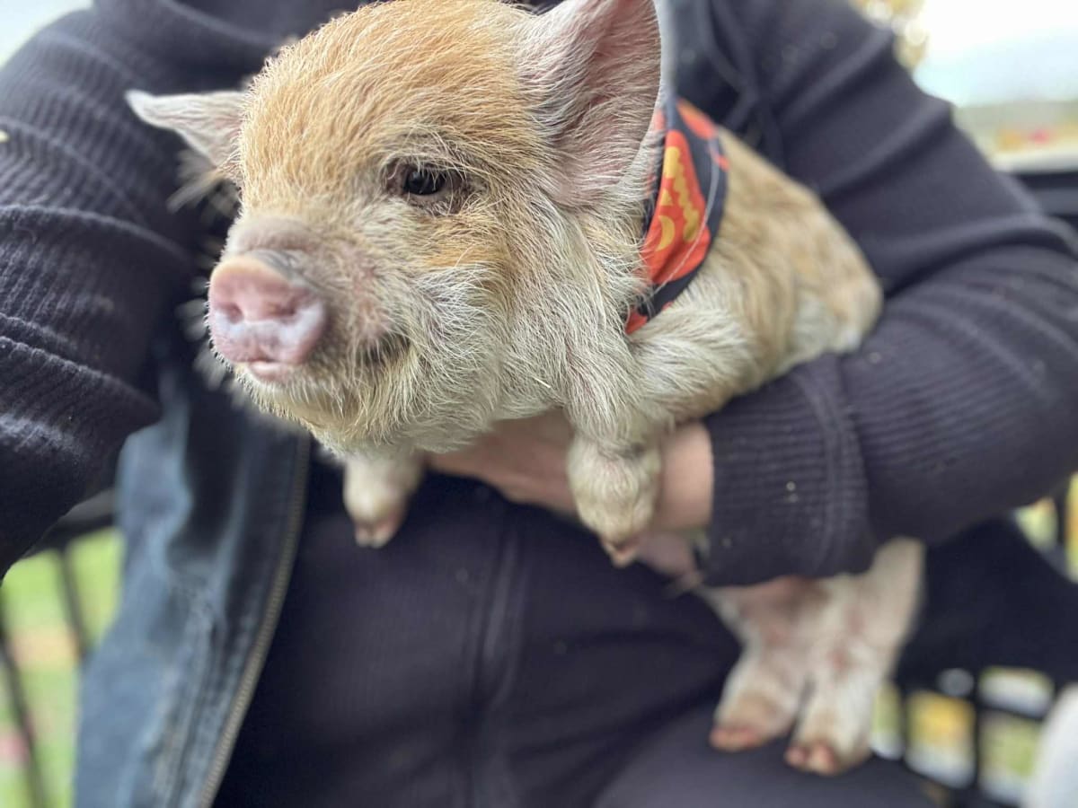 Painting with Piggies! Photo