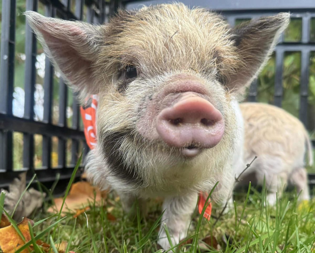 Painting with Piggies! Photo