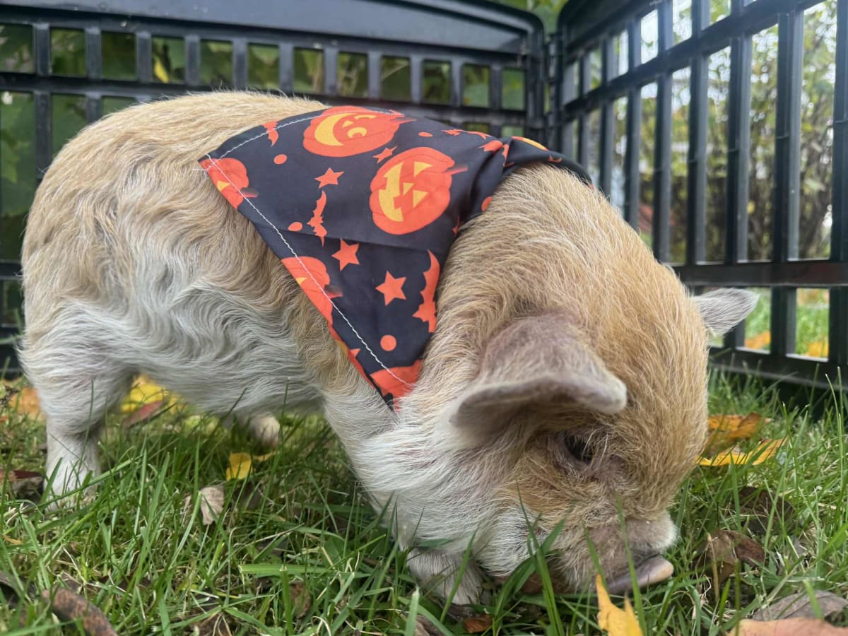 Painting with Piggies! Photo
