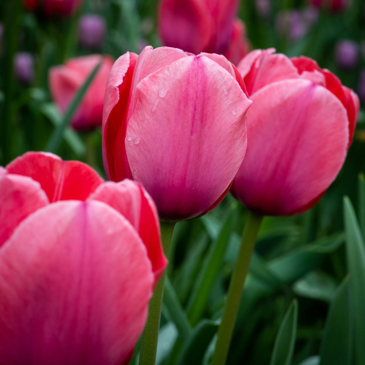 WOW! – Spring Blooms at Longwood! Photo