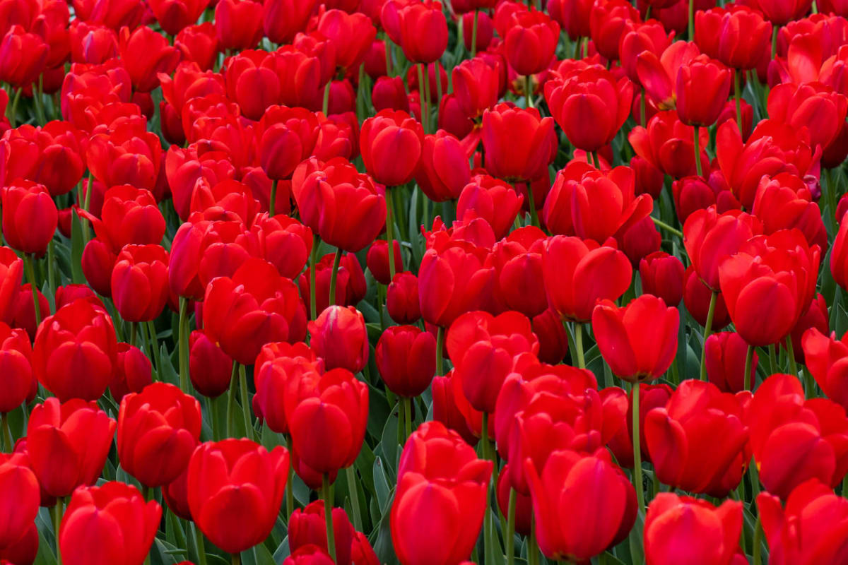WOW! – Spring Blooms at Longwood! Photo
