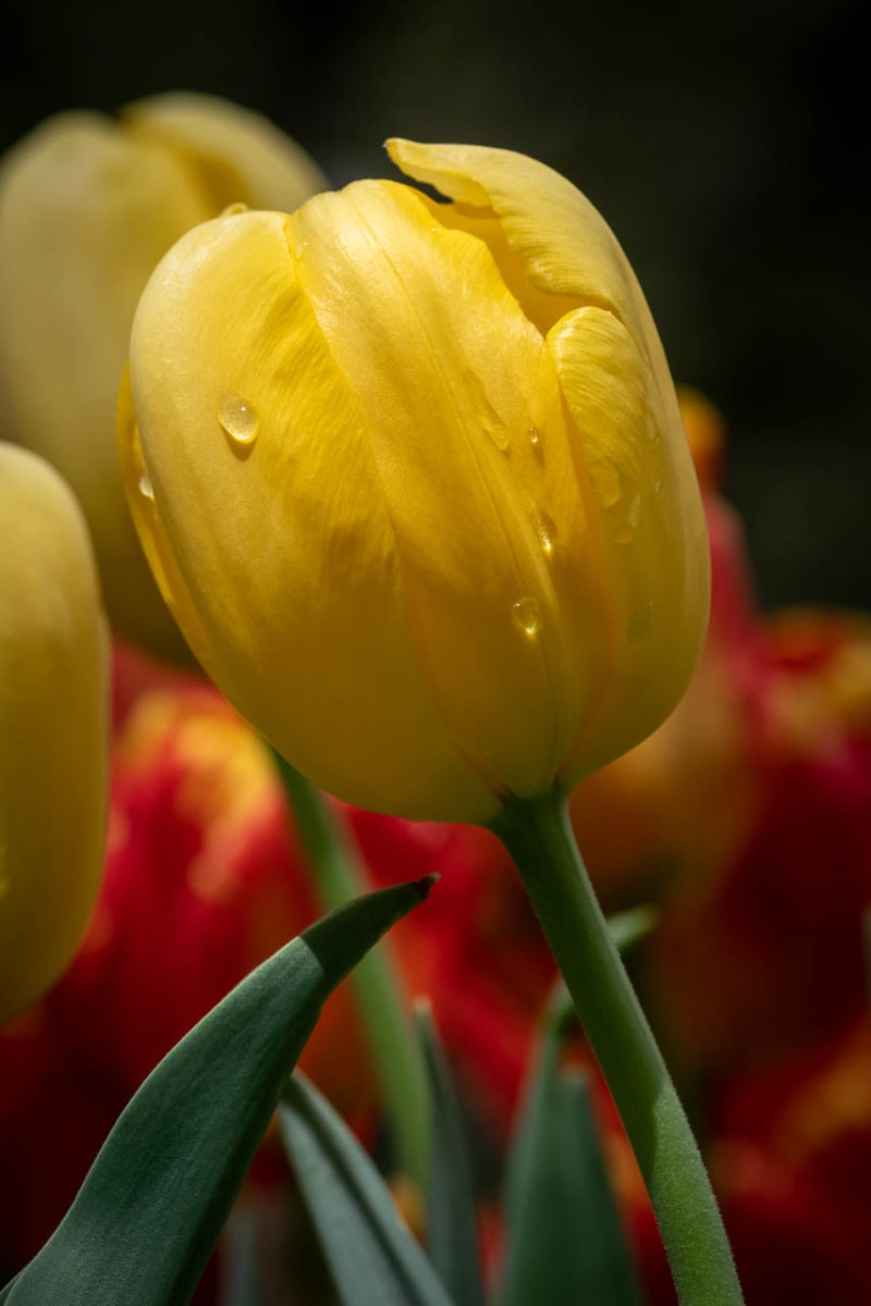 WOW! – Spring Blooms at Longwood! Photo