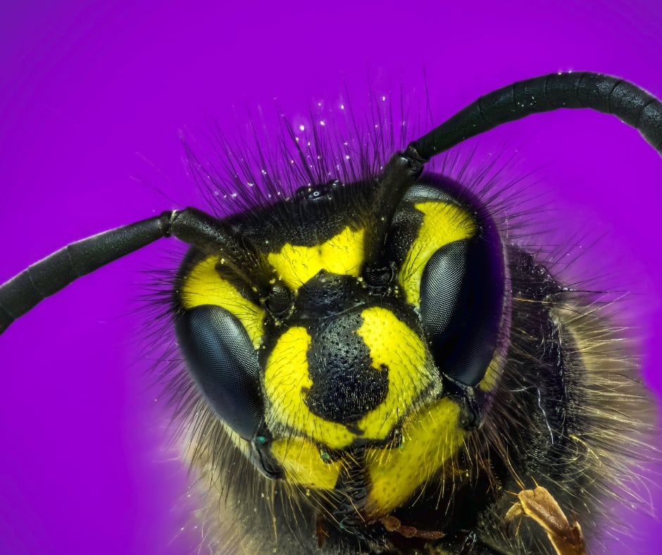 Extreme Macro Magic! Photo