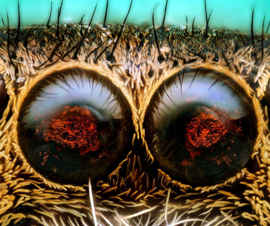 Extreme Macro Magic! Photo