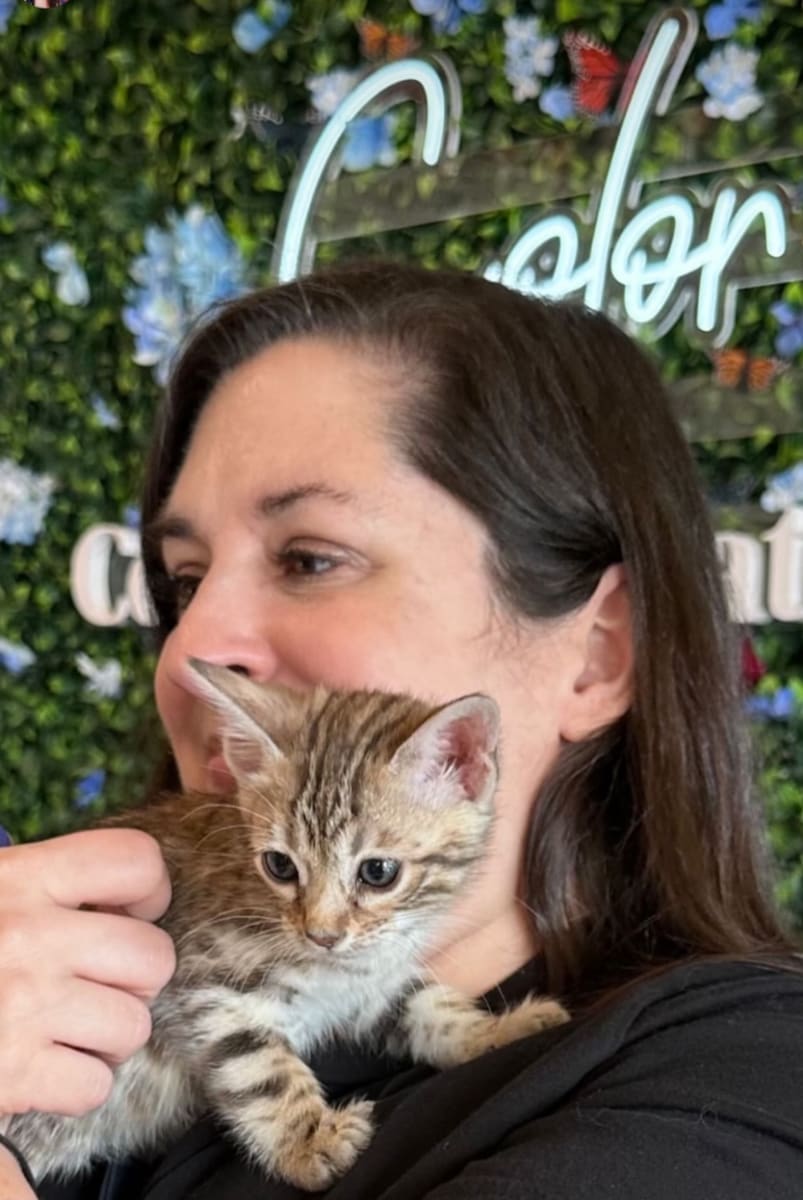 Paint with Kittens | Jan 18th 1-3pm ₍^. .^₎⟆    ᓚᘏᗢ Photo