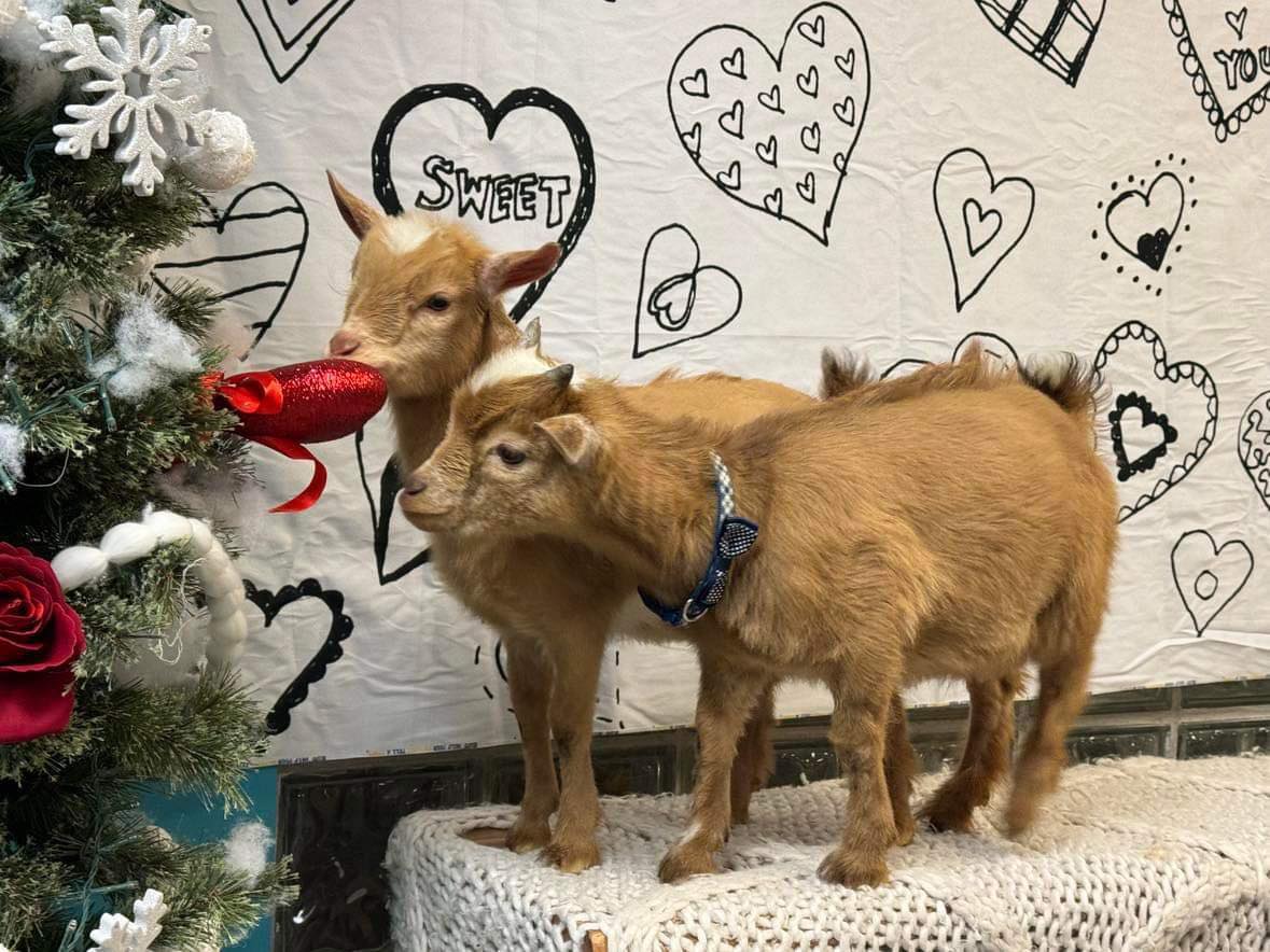 Painting with Goats Photo