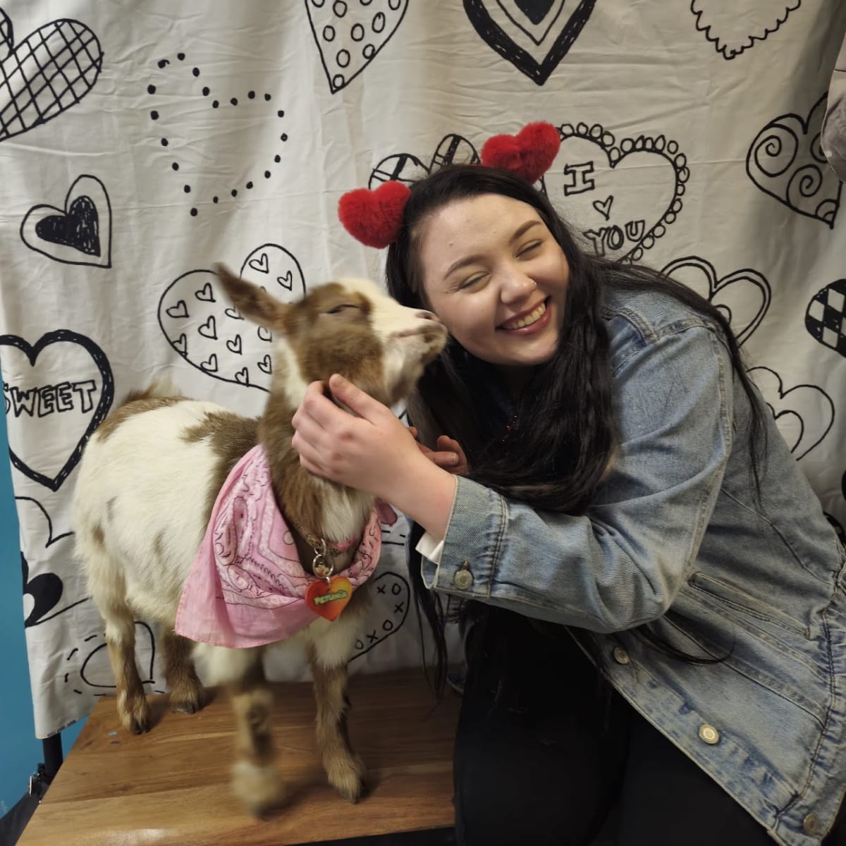 Painting with Goats Photo