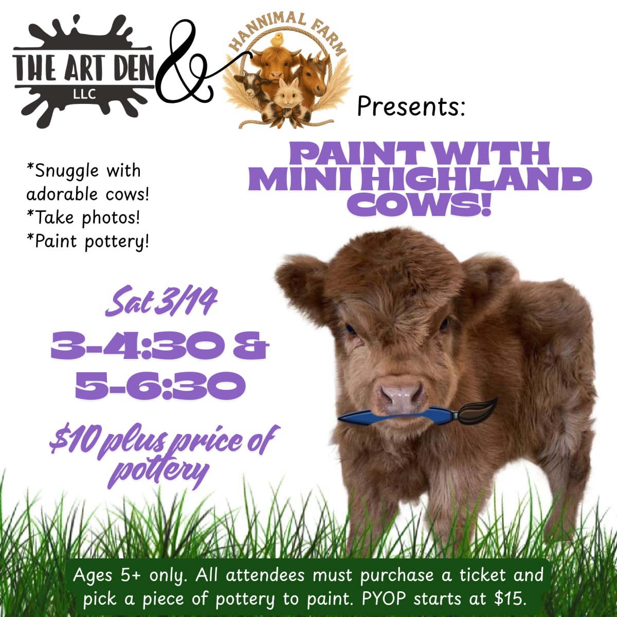 Paint with Mini Highland Cows! Photo