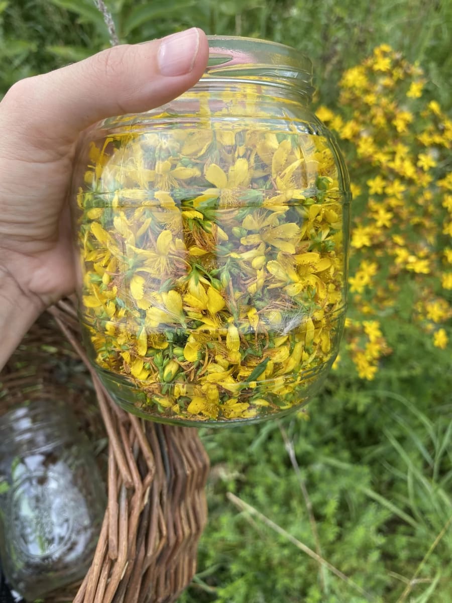Herbs for the Winter Blues (Adults) Photo