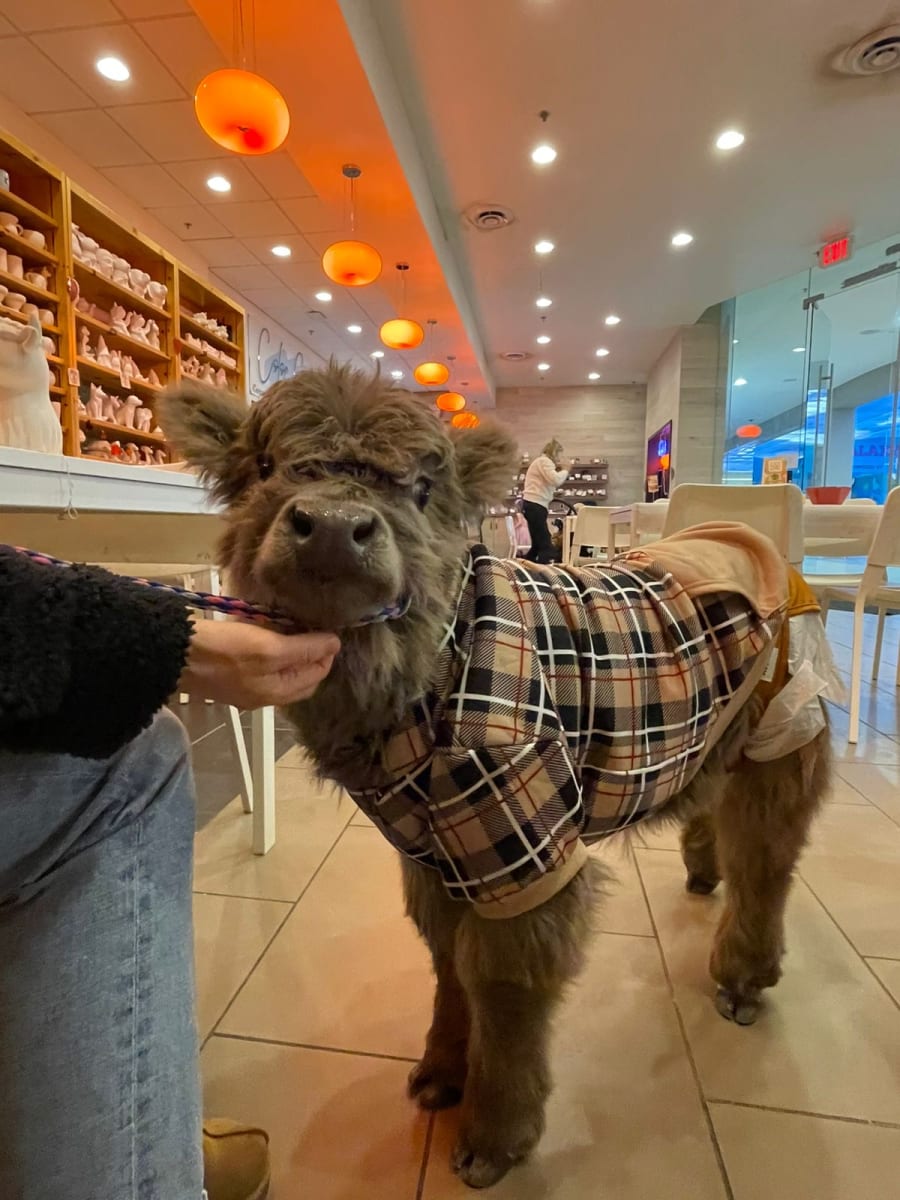 Paint with a Mini Highland Cow 🐮𝓜𝓸𝓸❤️ Photo