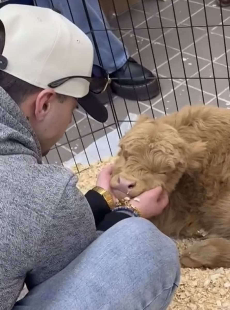 Paint with a Mini Highland Cow 🐮𝓜𝓸𝓸❤️ Photo