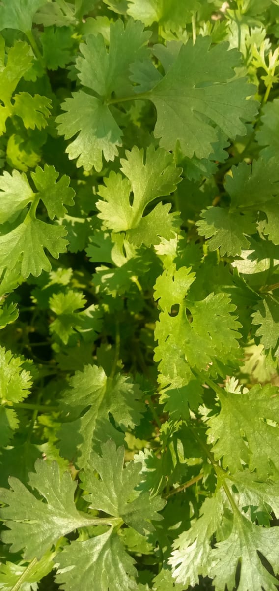 ⟪NEW CLASS⟫ Thai Fried Rice, Lemongrass Coconut Soup, Mango Salad $100.00+fees [MINEOLA] Photo