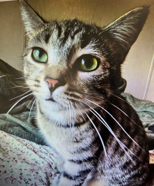 Painting With Cats and Kittens! Photo