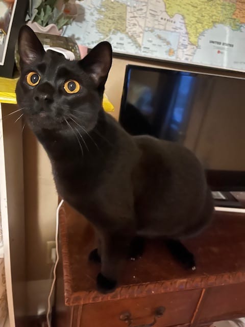 Painting With Cats and Kittens! Photo