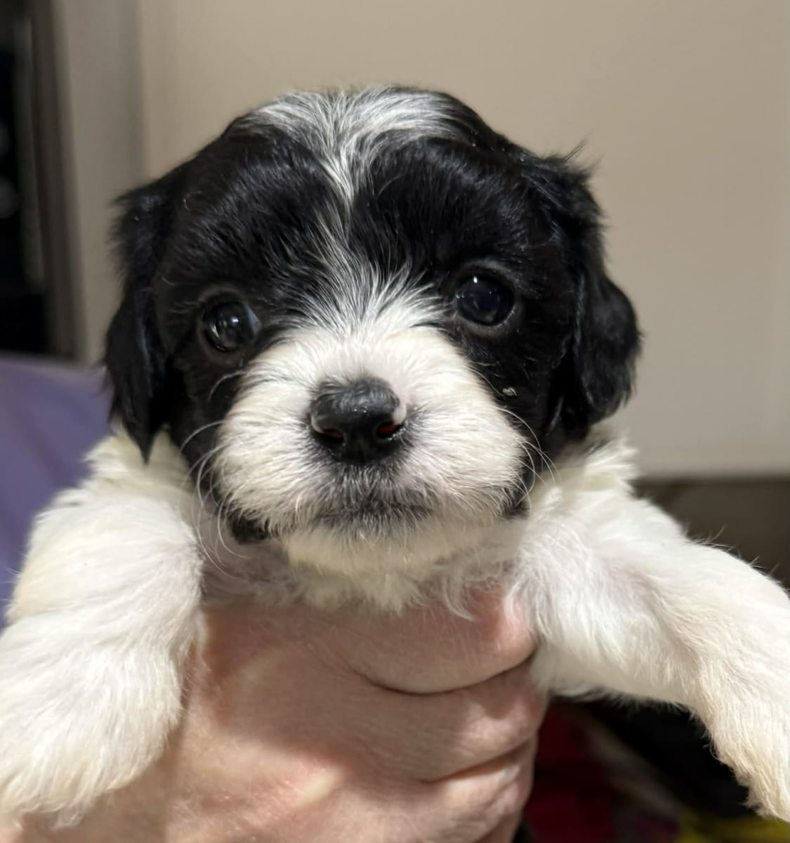 Paint with Puppies - Fundraiser - Our Pack Animal Rescue Photo